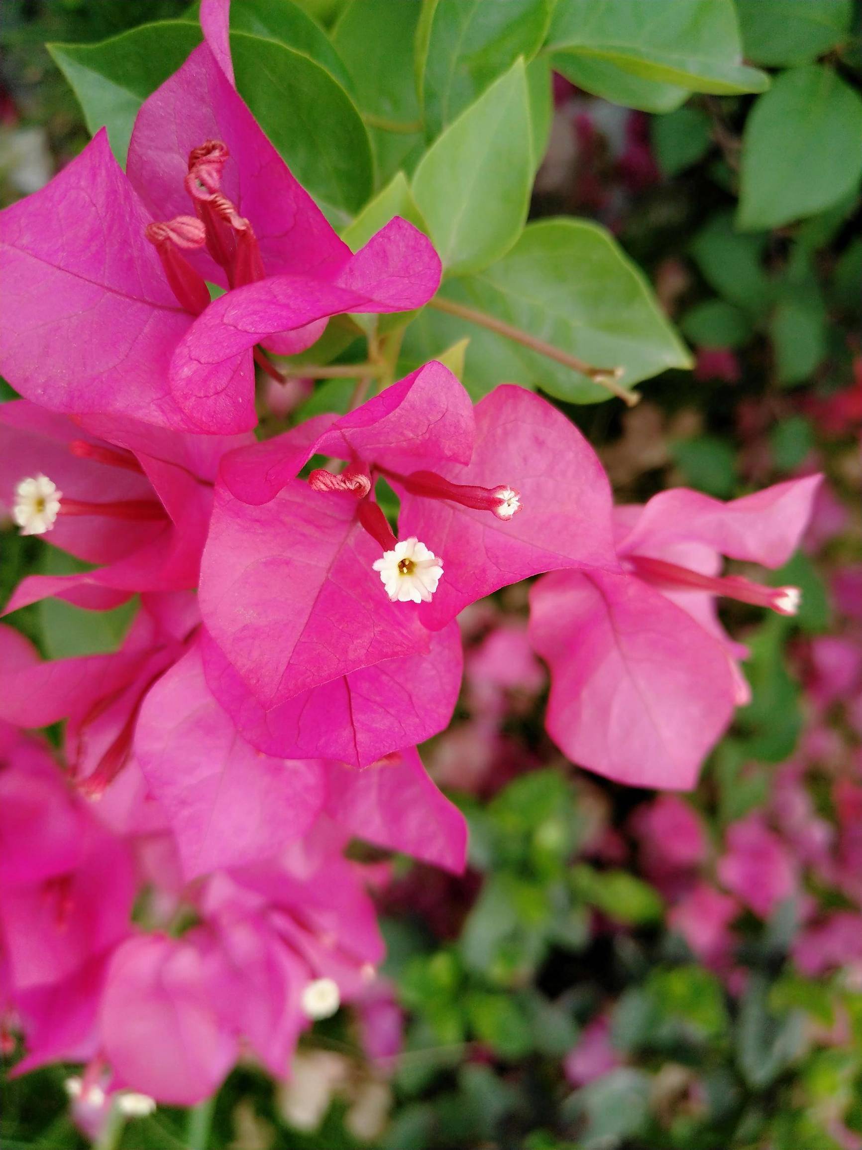 锤子坚果pro2s测评照片,坚果pro2s拍照小白测评