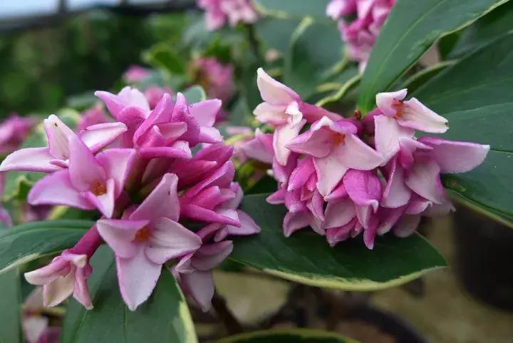 十大最香花卉,十大流行花卉排行榜