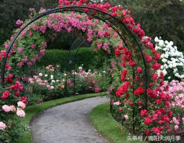 藤本月季爬墙效果好的品种,爬藤月季长到多大可以牵引爬墙