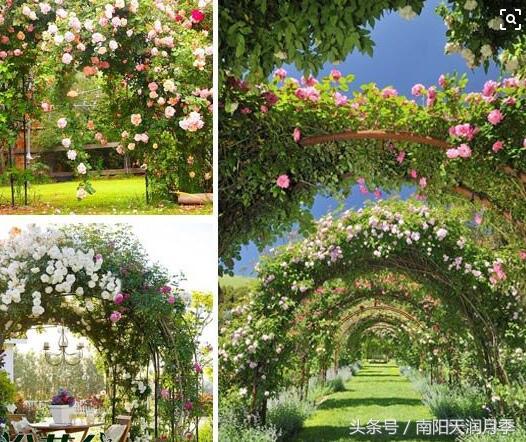藤本月季爬墙效果好的品种,爬藤月季长到多大可以牵引爬墙