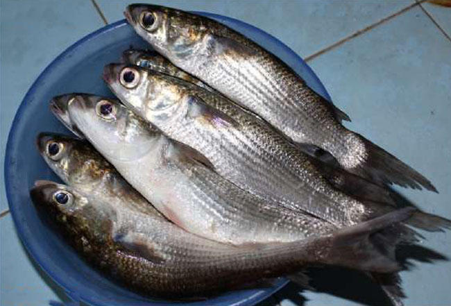 湛江钓水面乌头,湛江雷州钓乌头