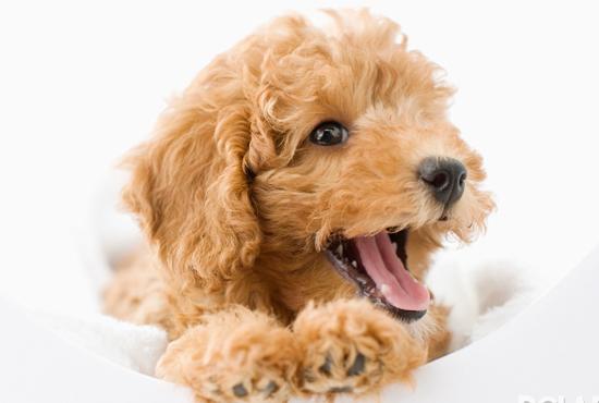 立耳的狗狗品种,狗狗品种大全视频