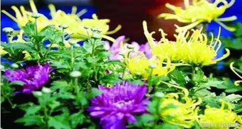 甘谷人王根祥,甘谷王根祥