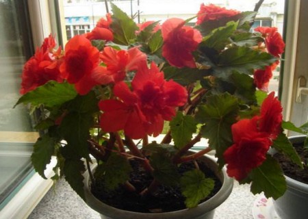 夫妻海棠叶片扦插繁殖方法,夫妻海棠花怎么扦插