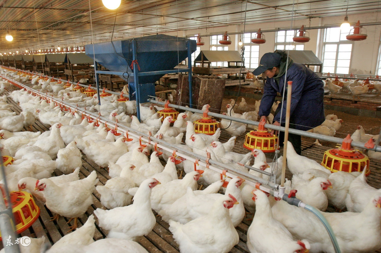 养鸡用药需要注意哪些对人有害的,养鸡有4忌