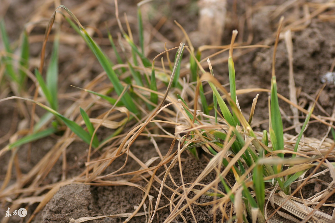 小麦除草剂药害后怎么补救,小麦发生除草剂药害后怎么补救