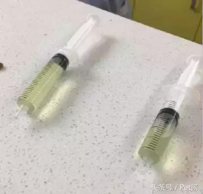 猫咪生病铲屎官不想做手术,猫咪腹胀了会死吗