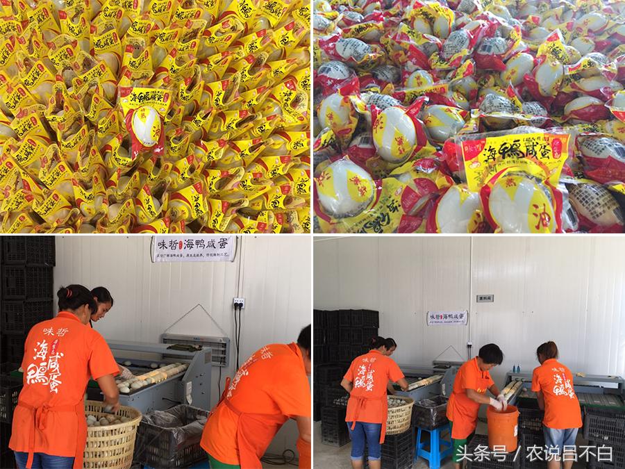 90后创业卖蛋,90后创业红树林海鸭蛋