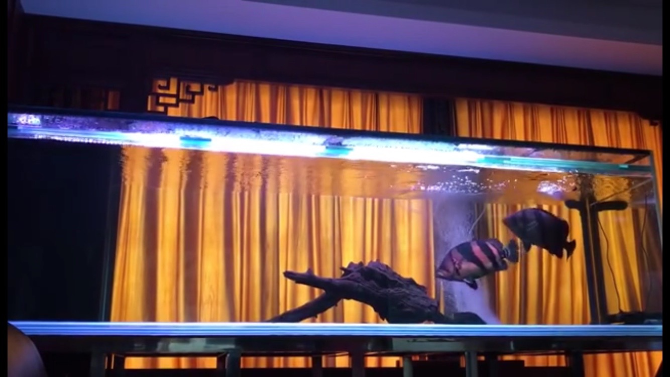 液体硝化细菌味道,液体硝化细菌和片状硝化细菌