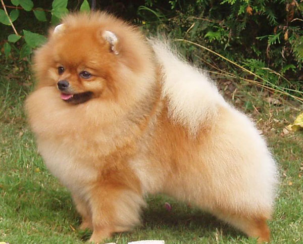 博美狗狗名字大全洋气,博美品种的狗有哪种特点和性格