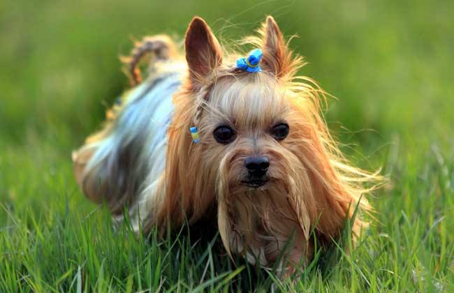 狗狗品种大全及图,狗狗品种大全价格