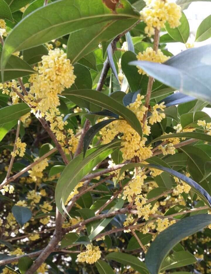 十大最美校园深圳大学,探访最美大学武汉大学