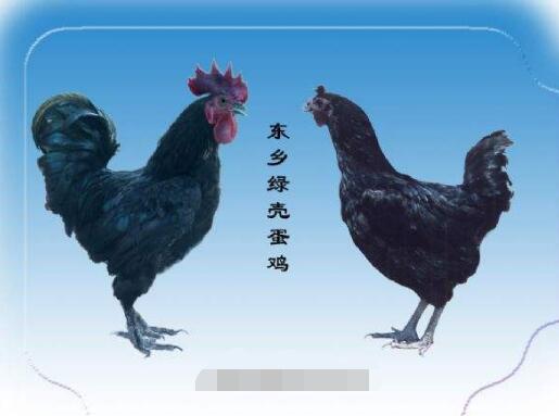 黄麻羽黑皮绿壳蛋鸡图片,东乡县黑羽绿壳蛋鸡品种介绍