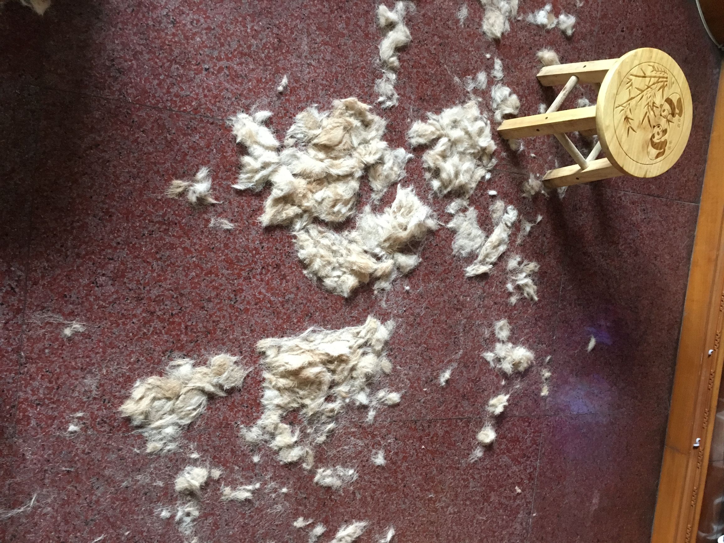 如何有效解决狗狗掉毛,家里狗狗掉毛沾到裤子上怎么办