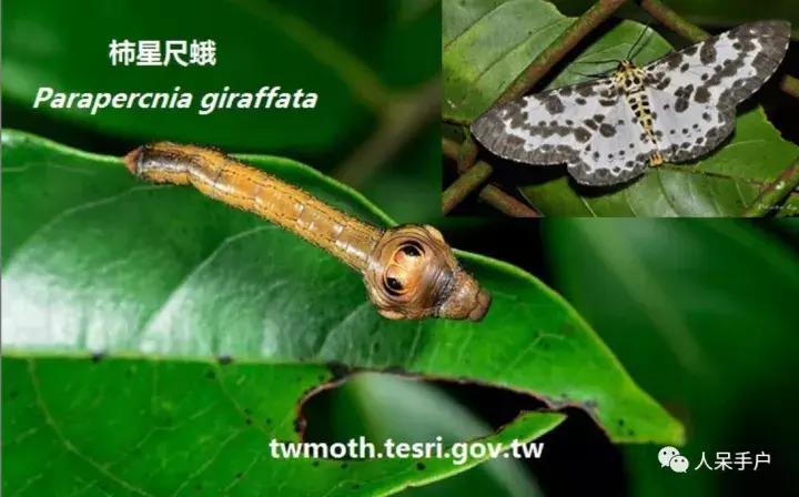 幺蛾子介绍,蛾子的宝宝