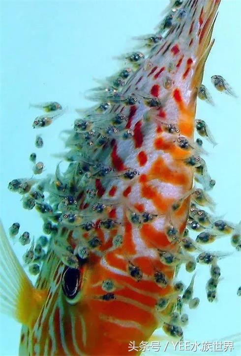 十大名贵淡水观赏鱼排行榜,十大淡水观赏鱼排行榜