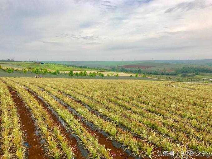 湛江天成台旅游,湛江天成台度假村有什么好玩的