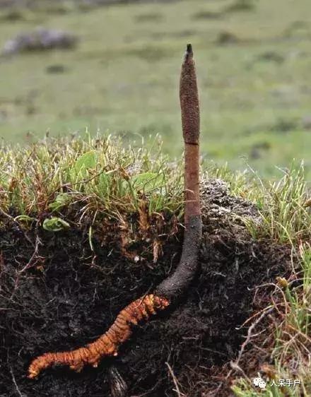 幺蛾子介绍,蛾子的宝宝