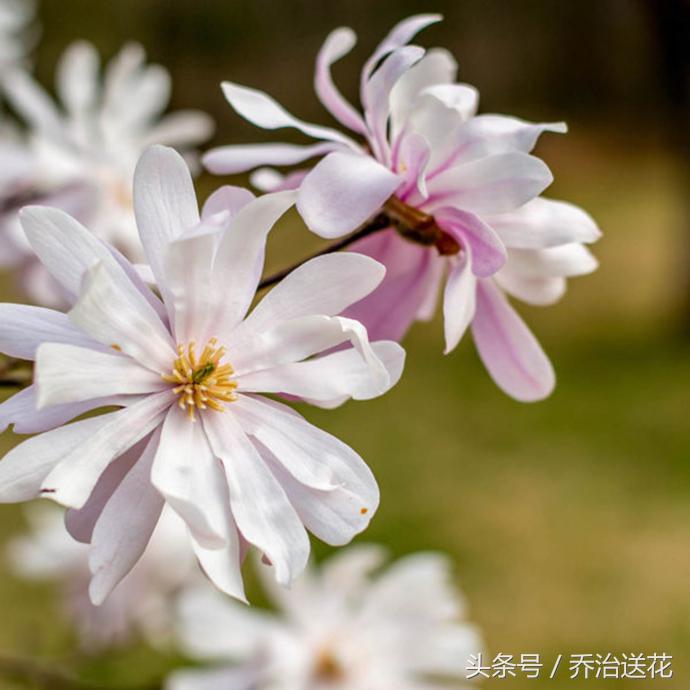 祖玛珑香水星花木兰,祖马龙花木兰香氛