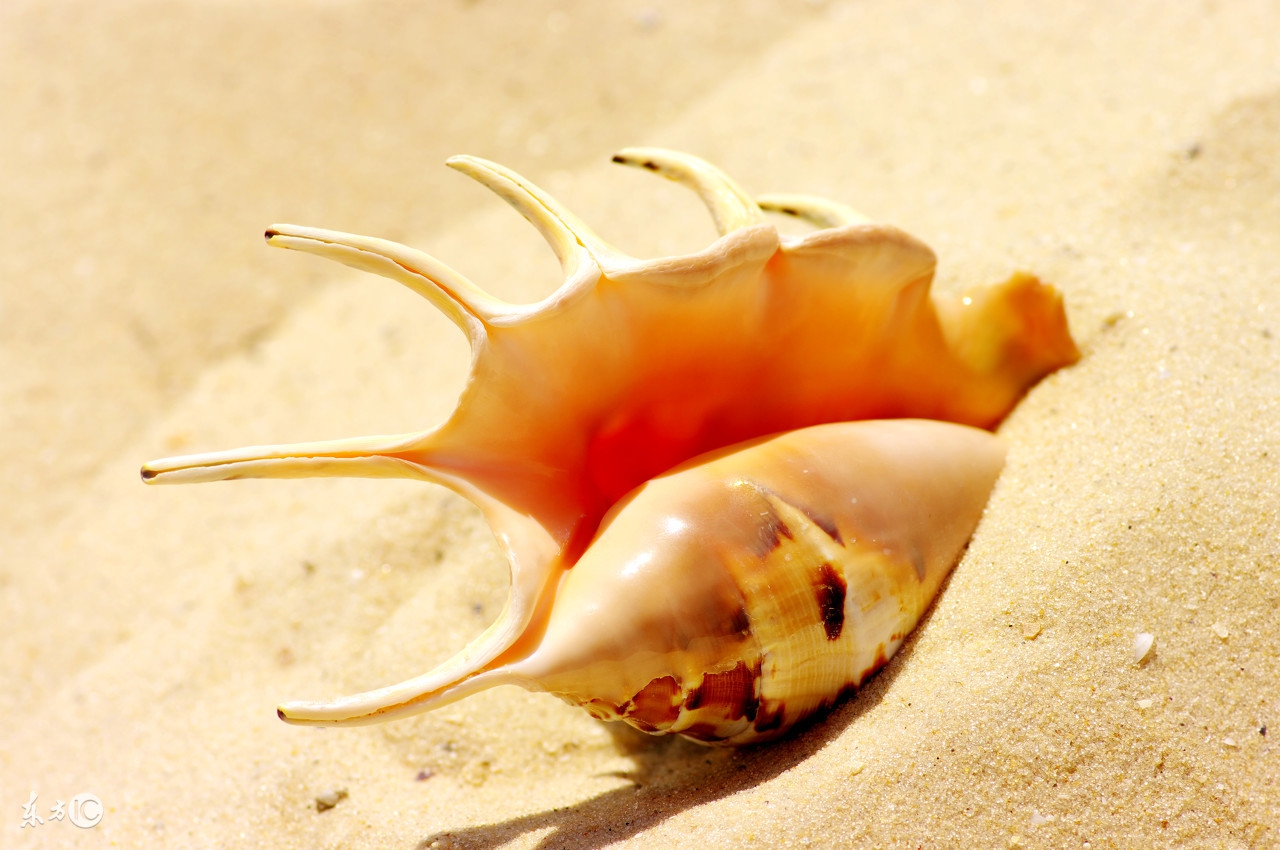 男龙与女龙属相婚配好吗,女龙和女龙属相合不合