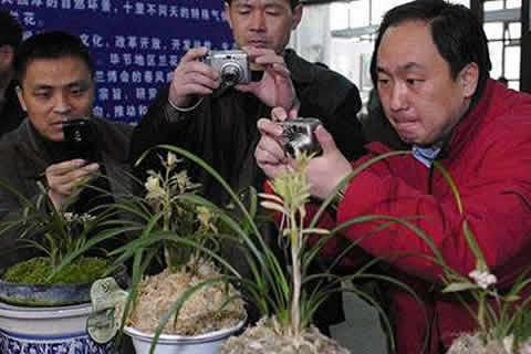 真正的天价兰花图片,兰花最名贵的品种多少钱一株