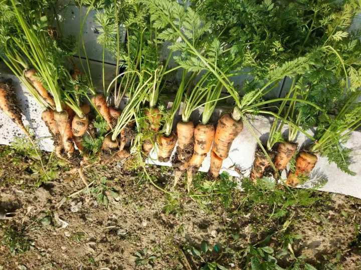 80后斜杠青年装修爆改姑苏民居找寻属于他的诗和远方