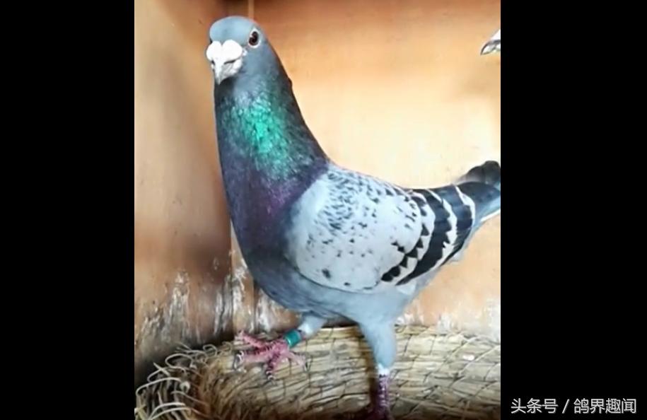 自己养鸽子有必要养信鸽吗,养信鸽好还是赛鸽好