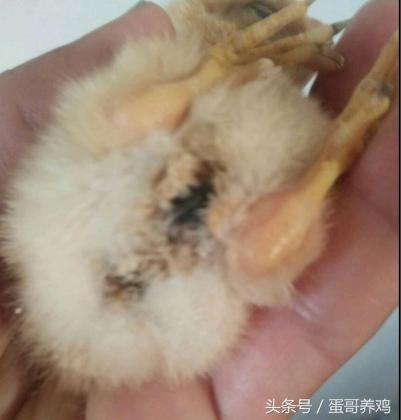 雏鸡糊肛能直接揪掉吗,养鸡最好的急救方法
