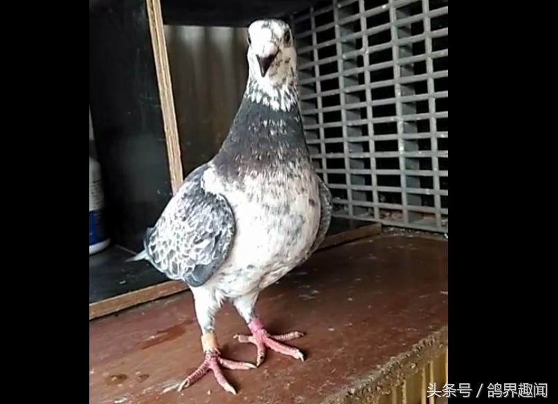 自己养鸽子有必要养信鸽吗,养信鸽好还是赛鸽好