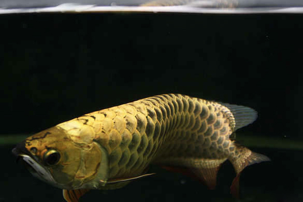 换季龙鱼状态不好怎么调理,龙鱼身上起水泡怎么处理