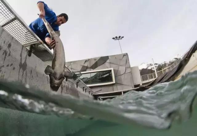 世界顶级鱼子酱多少钱一克,顶级鱼子酱一盎司多少钱