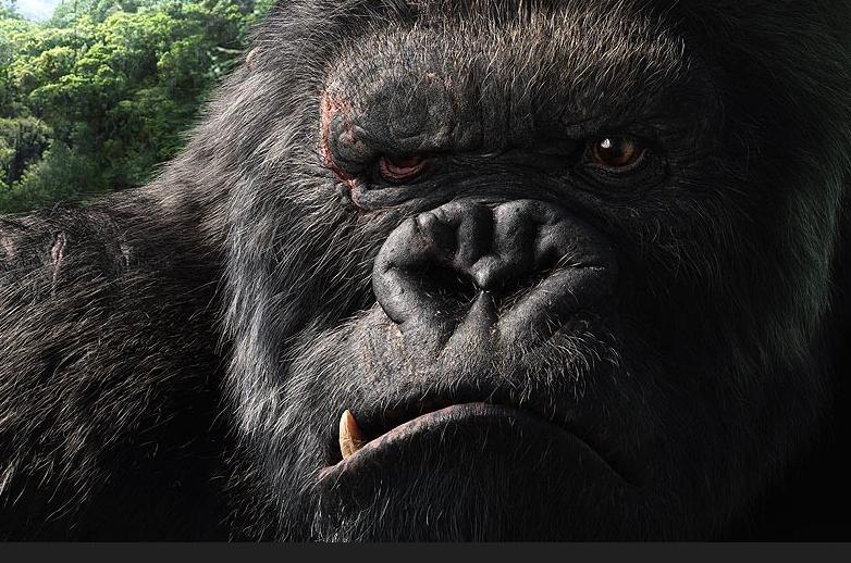 关于电影金刚的观后感,金刚电影中语录