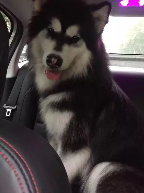 犬种百科之罗威纳犬,犬种百科之比熊犬