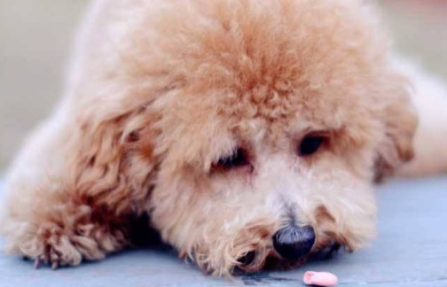 细小犬瘟是怎么传播的,细小犬瘟会传染给兔子吗