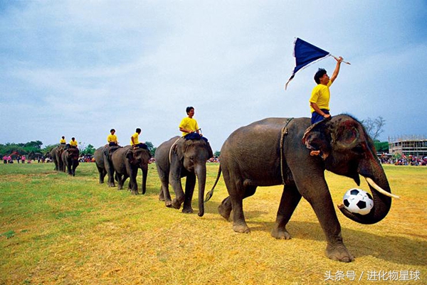 球赛频繁丢球斗殴，观众却喝彩，原来球员都是可爱动物