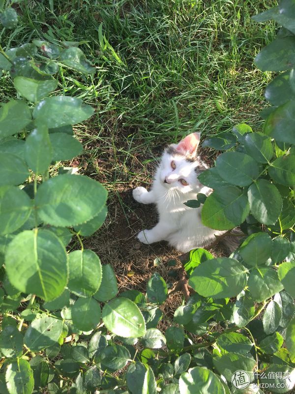 捡到的猫咪要不要归还给原主子,捡到一只流浪猫要注意事项