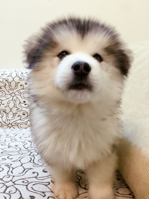 犬种百科之罗威纳犬,犬种百科之比熊犬