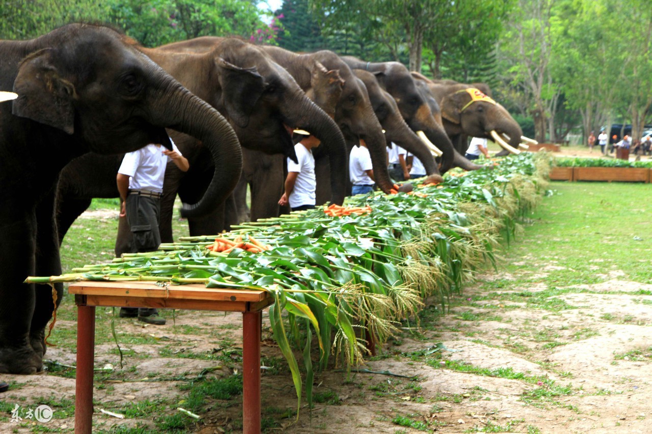 不出国体验异国风情西双版纳,去西双版纳感受傣族民族风情