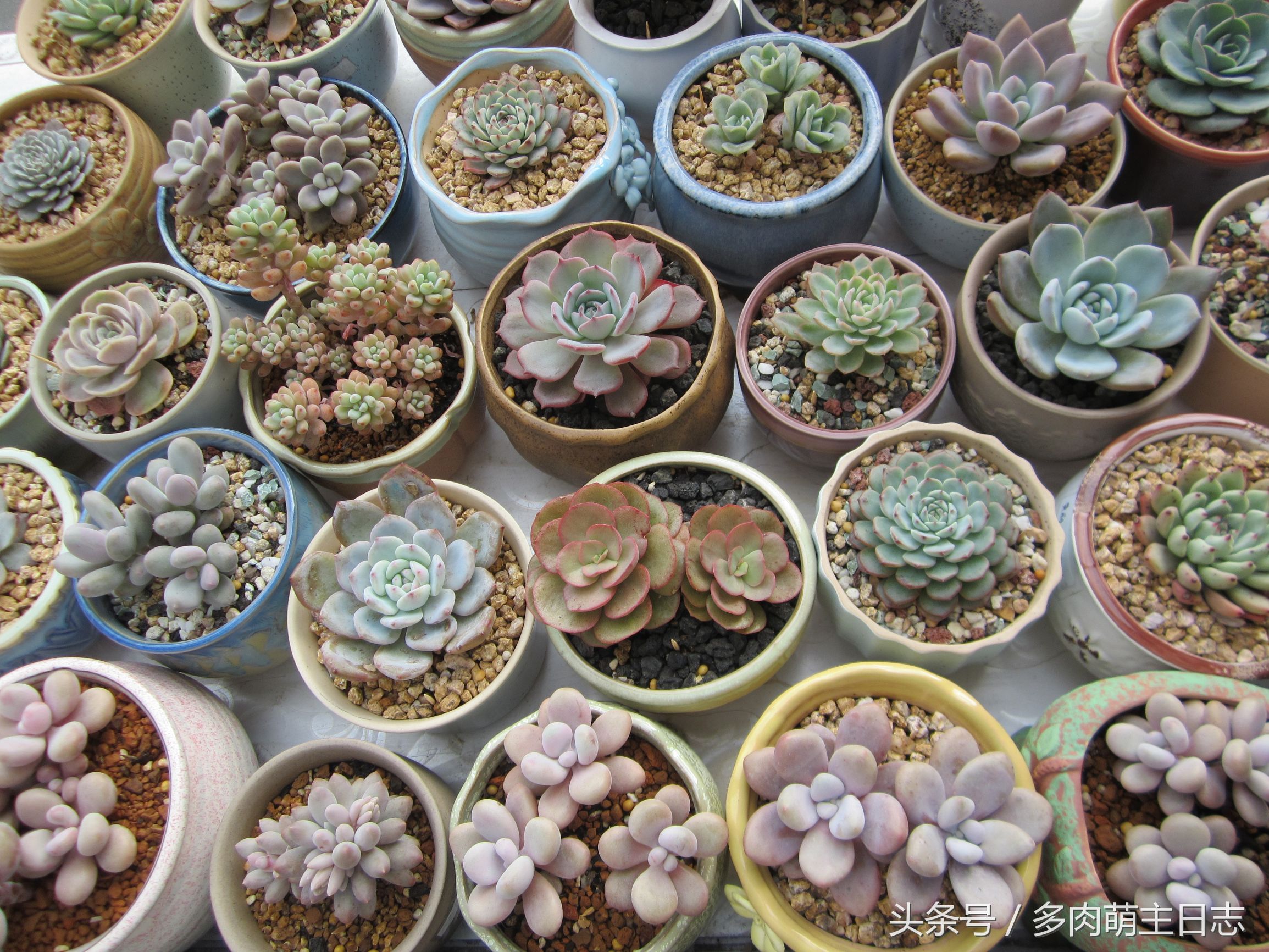 一个半月没回家多肉会怎样,出了趟远门就带了多肉回来