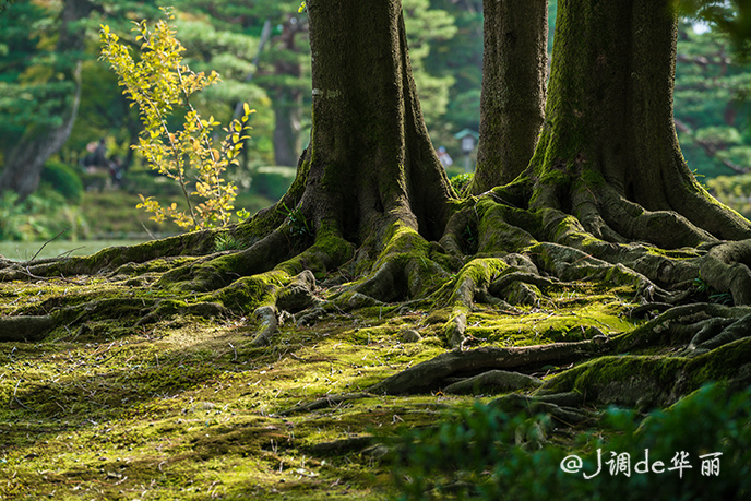 日本金泽旅游,日本金泽美景