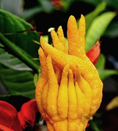 佛手柑|我自拈花笑，清风徐徐来