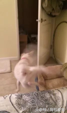 狗与面膜不可兼得，看到主人敷面膜...汪星人夺门而逃！