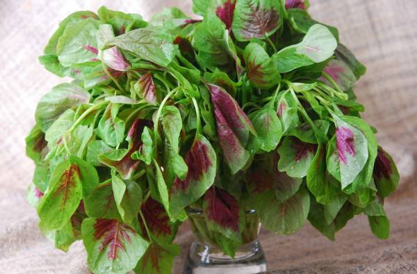 农村常吃的七种野菜,农村常见的60种野菜及功效