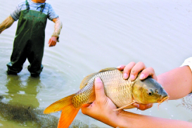 来肇庆端州旅游去哪玩,去肇庆市旅游带什么手信