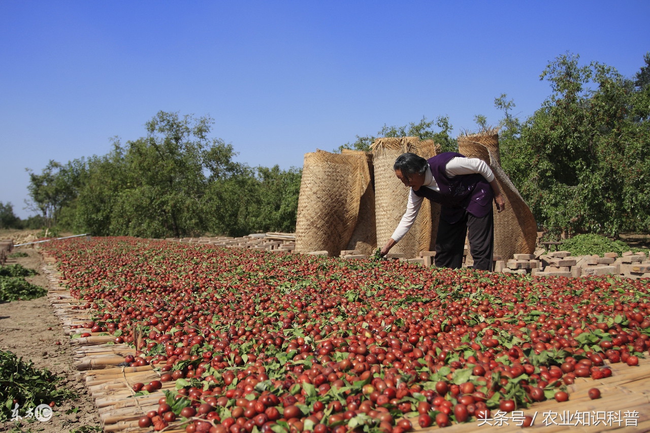 2022乐陵金丝小枣节是几月几号,2024年乐陵金丝小枣多少钱一斤