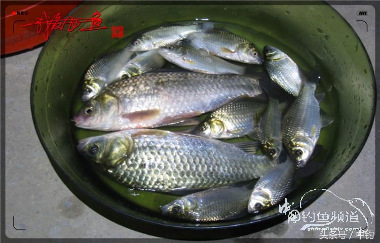 蝙蝠老是来屋里怎么赶走,蝙蝠来屋里怎么办