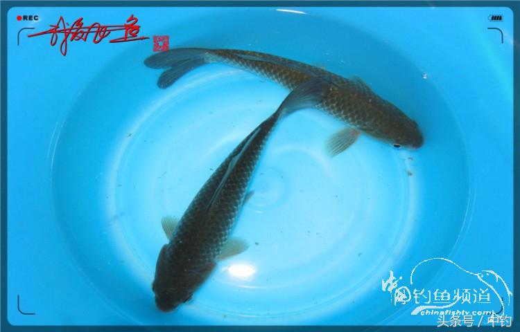 蝙蝠老是来屋里怎么赶走,蝙蝠来屋里怎么办