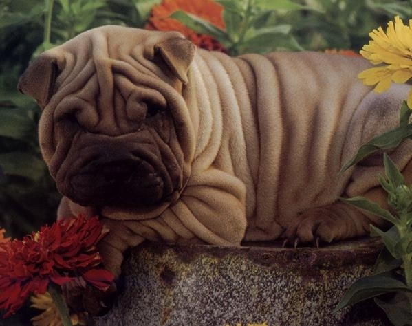 世界名犬品种介绍各多少钱,世界大型名犬高清图