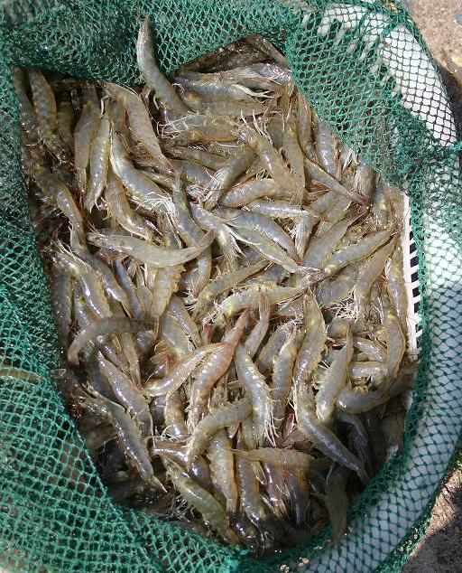 基围虾和对虾的区别图片,基围虾对虾区别