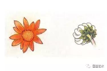 工笔菊花画法步骤示范,工笔菊花设色步骤